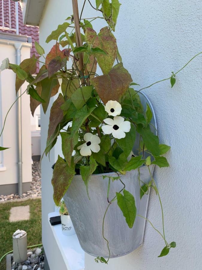 Haus Vicus Leilighet Greifswald Eksteriør bilde